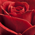 Red - Miniature rose - Top Hit